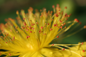 Flying Marrows hypericum